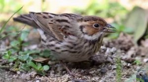 Голоса птиц: Овсянка-крошка