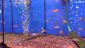 Аквариумные новости с Владимиром Ковалевым (14.05.2023). Кто обитает в озере Инле? + доп. выпуск!