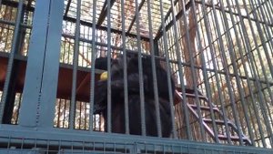Зоопарк в отеле "Беллис". Белек. Турция. Часть 2. Zoo in Bellis Hotel Deluxe. Belek.2017. Turkey.