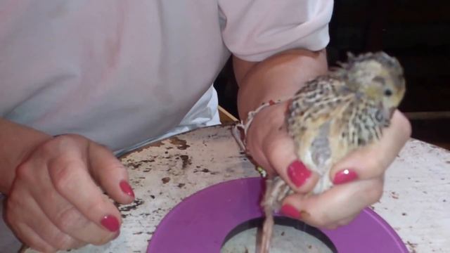 Часть 5. День 17-й. Разведение перепелов в домашних видео