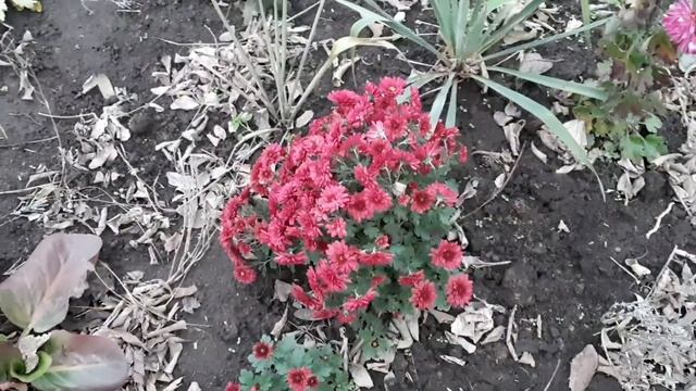 ЧАСТЬ3. ХРИЗАНТЕМА МУЛЬТИФЛОРА. ПРОДАЖА НА ВЕСНУ 2022. смотреть онлайн