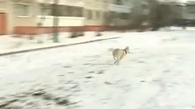 СОБАКИ БЕГАЮТ И КУСАЮТСЯ смотреть онлайн