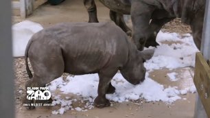 Крошка-носорог впервые видит снег