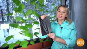 Растим огурцы: на подоконнике, в аквагрунте. Доброе утро. Суббота. Фрагмент выпуска от 29.01.2022