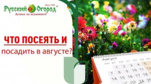 Что посеять и посадить в августе