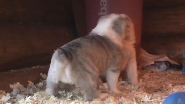 Тигр сука смотреть онлайн