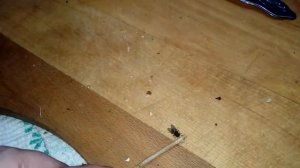 Дрессированная муха