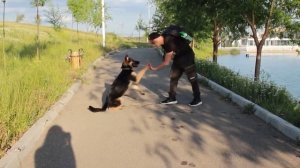 Дрессировка Немецкой овчарки - Команды которые можно научить самому