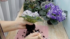 Фиалки! Перевалка цветущей фиалки из БОЛЬШОГО горшка в маленький! Видео для новичков.