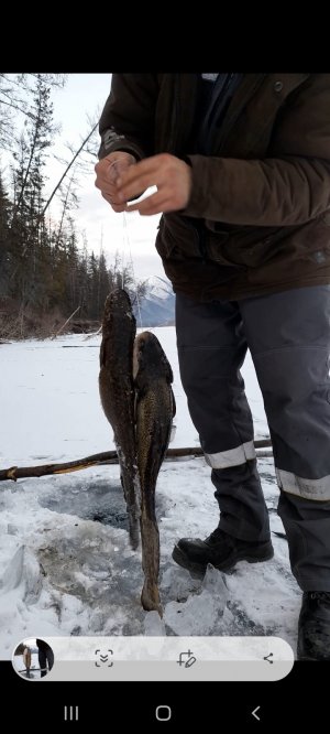 Тычки на налима.4 крайняя провека и самая удачная