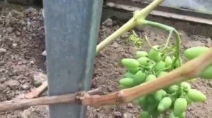 Виноград Акелло селекции Гусева С.Э. 2019г