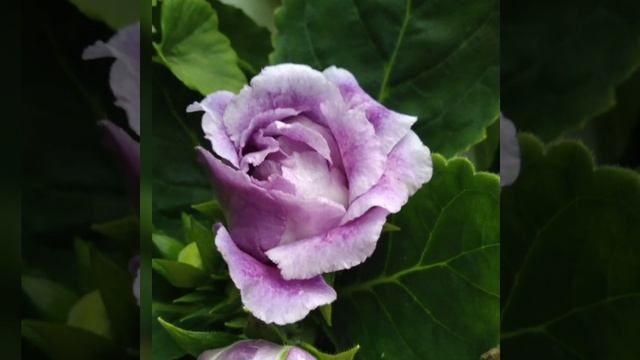 # 039Глоксиния -царица комнатных цветов!Цветы в вашем доме. смотреть онлайн