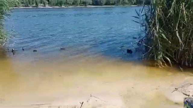 Фонтан, река Кальмиус, лысухи с птенцами и гордая камышница смотреть онлайн