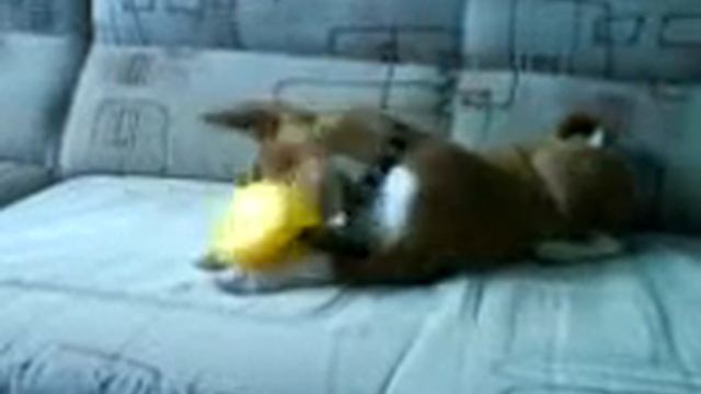 Щенок басенджи (basenji) и резиновая уточка смотреть онлайн