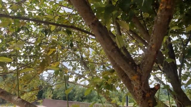 Набережная и пляж в Балабаново. Калужская область смотреть онлайн