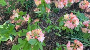 Rhododendron x 'Cannon's Double' Azalea