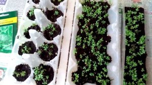 Выращиваем кресс-салат на балконе или подоконнике легко и просто