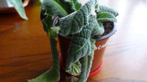 Стрептокарпус уход в домашних условиях