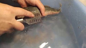 СУПЕР РЫБКА "КРАСНОГЛАЗКА" +мой способ чистки рыбки.