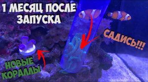 Спустя месяц после запуска морского аквариума (40л.)