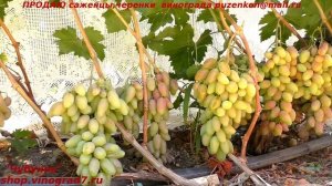 Виноград ДИКСОН - ранний, грозди 2 кг,  розовый, гармоничный- красавец! (Пузенко Наталья Лариасовна