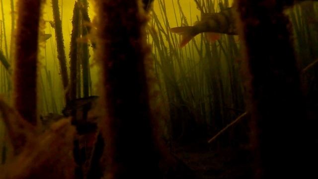 оз.Светлое Косяк окуней курсирующих озеро смотреть онлайн