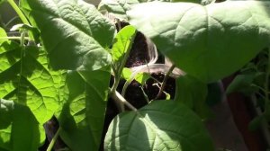 Баклажаны Король Рынка- Удачный Сорт для средней полосы.. От Семечка до Урожая