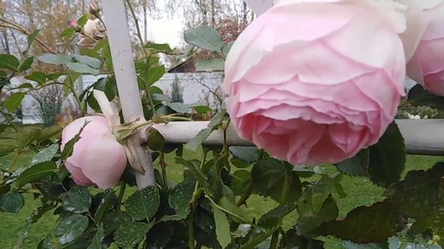 С неба в розовый рай. смотреть онлайн