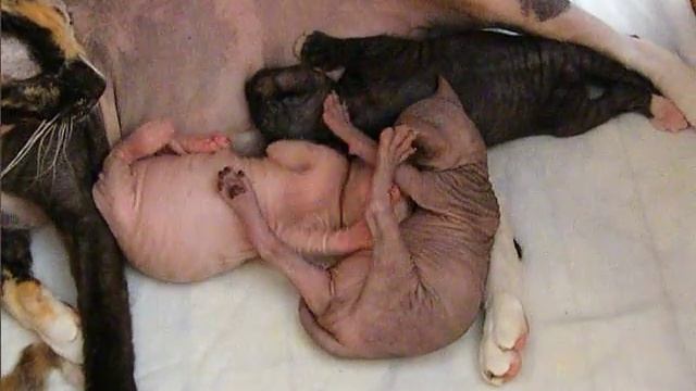 Помет П Баловень Судьбы, 18 дней смотреть онлайн