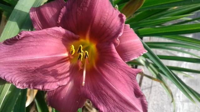 Лилейники в Сибири. смотреть онлайн