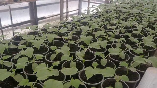 Посев огурцов смотреть онлайн