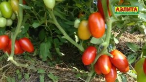 ? Высокорослые Томаты на Даче - СОРТ РУБИНОВЫЙ КУЛОН