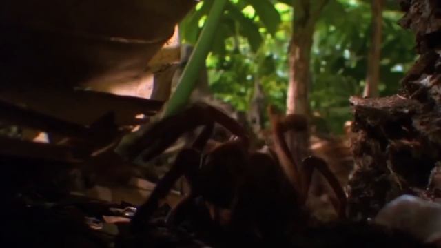 Самые большие насекомые,звери смотреть онлайн