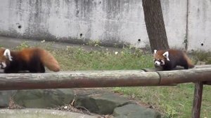красная  панда