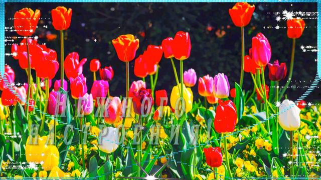 🌸САМОГО ДОБРОГО ВЕСЕННЕГО УТРЕЧКА! 🌸ТЮЛЬПАННОГО НАСТРОЕНИЯ! ПУСТЬ БЫСТРЕЙ ПРИДЁТ ВЕСНА! ЖЕЛАЮ ЛЮБВИ