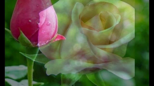 Розовые розы(фотографии) смотреть онлайн