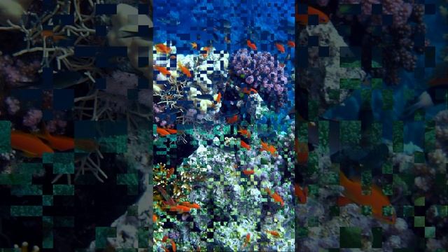 Самые красивые коралловые рифы Египта, к которым можно полететь уже сейчас #путешествия #туризм