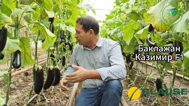 Баклажан Казимир F1 Обзор Фермера смотреть онлайн