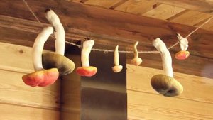 Суйсарь    великолепный отдых в Карелии!