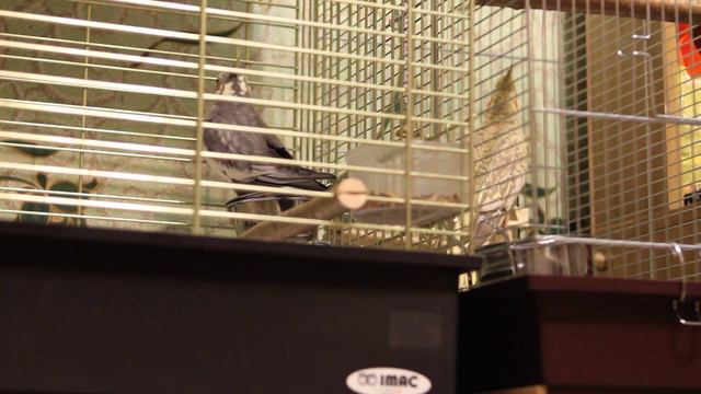 Знакомство Корелл смотреть онлайн