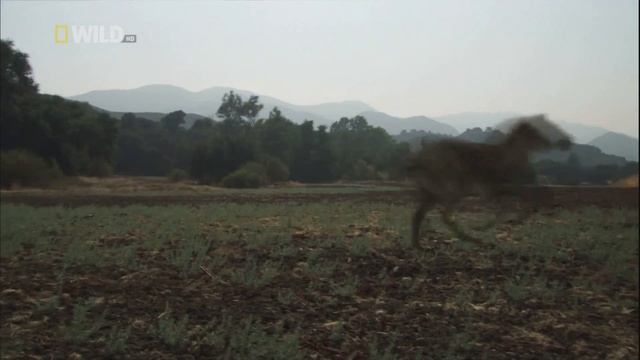 Доисторические хищники / Prehistoric Predators Серия 4 Челюсти, как бритва смотреть онлайн