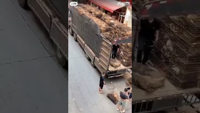 ???中国の犬肉祭りはすでに終了しましたが、依然として犬たちは中国の市場に供給されています。その中でも山西省のチャンジ市の市場が注目されています。#中国 #犬肉祭り #動物保護 #市場 #犬