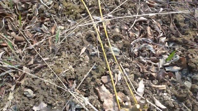 Подготовка и посадка черенков сортовой ивы для плетения. Моя не большая плантация ивы смотреть онлайн