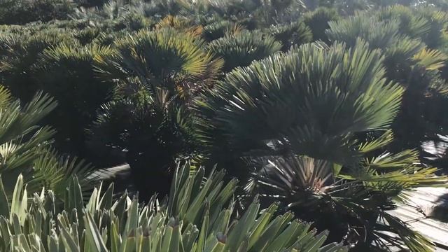 Chamaerops humilis ‘Volcano’