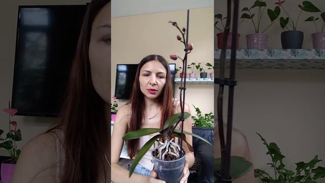 Как избавиться от трипсы в домашних условиях смотреть онлайн