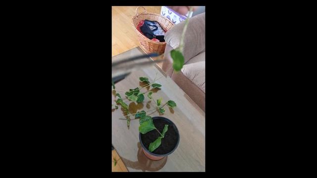 comment multiplier , bouturer Jasmin sambac belle of india elongata how to grow plant from cutting смотреть онлайн