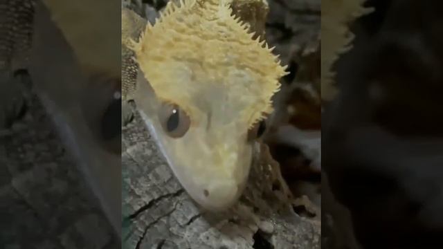 Бананоед МиМиМиКо Открываем Reptile Pet Shop под ключ. Индивидуальный дизайн. Бизнес проект. Инфо 👇