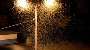 Поденки - (в народе мотыльки).