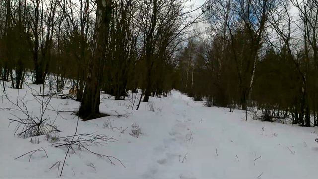 Заячьи следы Джеку не пройти / Джек рассел терьер / Прогулки с собакой в лесу