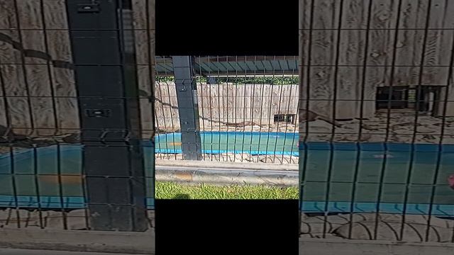 Меховые воротники и компания Челябинского зоопарка. 11.08.2024 #челябинск #докторндн #пасхальвиварий